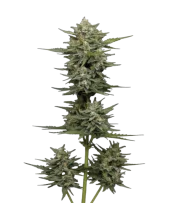 Vanilla Latte Auto fem (Humboldt Seed Company), США