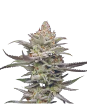 Lime Spritzer Auto fem (Mavericks Genetics)