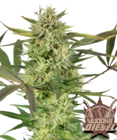 Diesel fem (Buddha Seeds), Испания