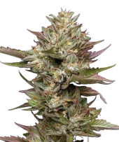 Moon Fog fem (Humboldt Seed Company), США